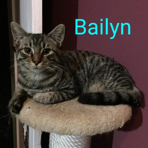 Bailyn