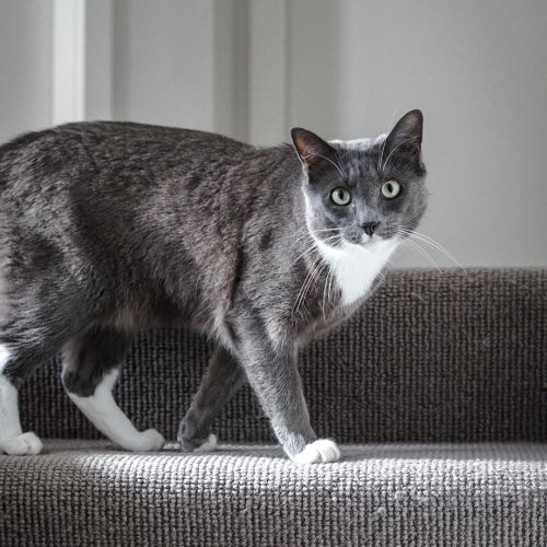 Charlie ~ 3 year old male cat (on trial 22/03/21)