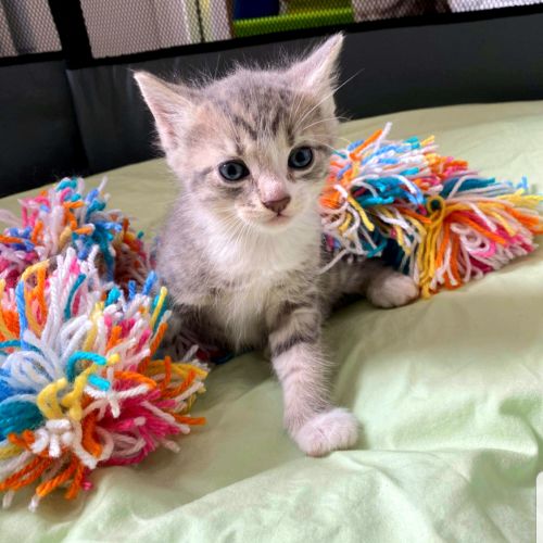 Rescue Kitten Showroom