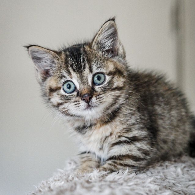 7 week old kitten clearance