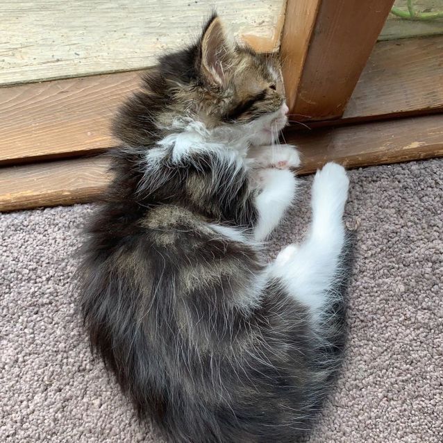 Photo of Porridge **2nd Chance Cat Rescue**