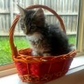 Photo of Annie Located In Thomastown