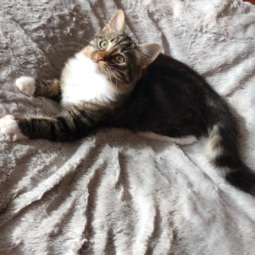 Eden ^^Dandy Cat Rescue^^