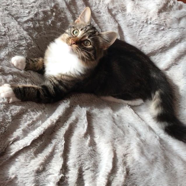 Photo of Eden ^^Dandy Cat Rescue^^