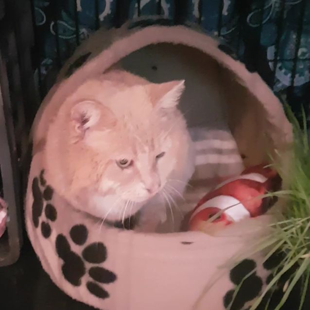 Photo of 🧡🧡Uno🧡🧡