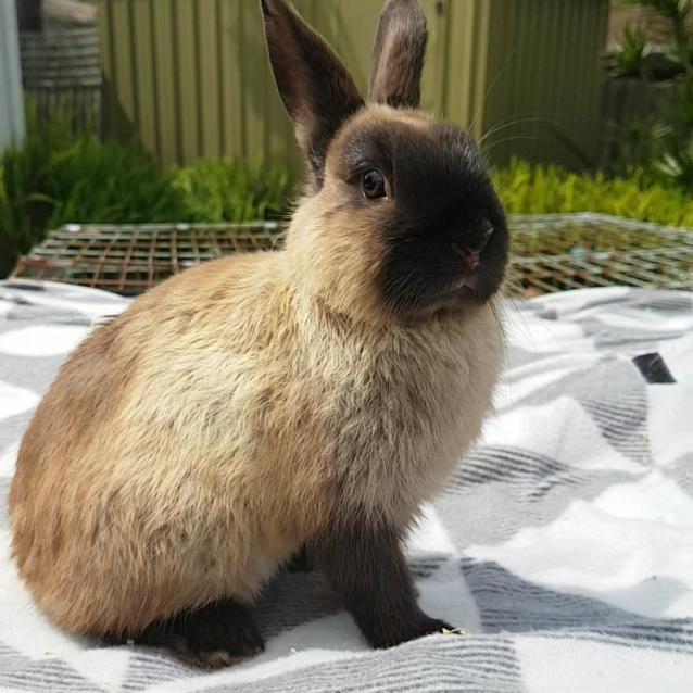 netherland dwarf rabbit adopt