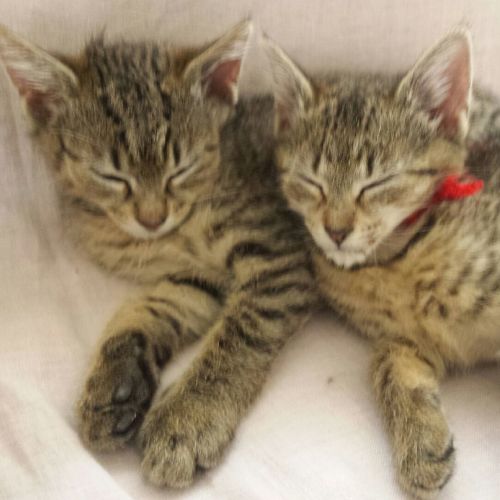 Poppy & Basil