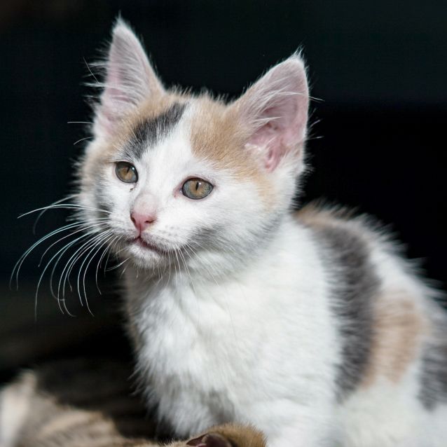Photo of Marble ~ 9 Week Old (On Trial 16/07/2021)