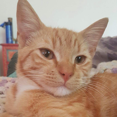 Vernon