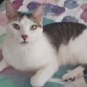 Photo of Patchie