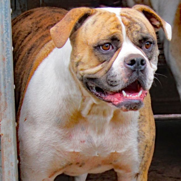 Photo of Dolly