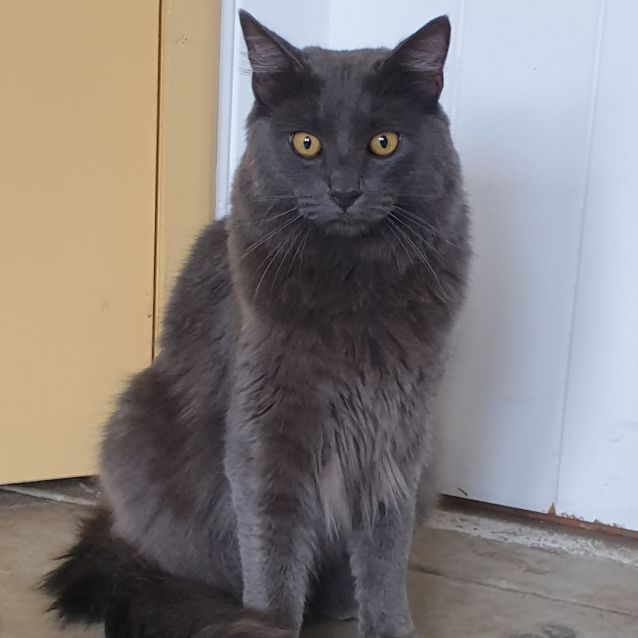Photo of Samson