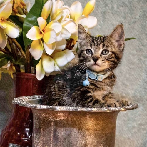 Mr Darcy ~ 12 w/o kitten (on trial 9/2/12)