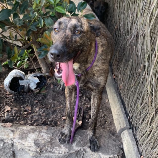 Photo of Maggie ( On Adoption Trial)