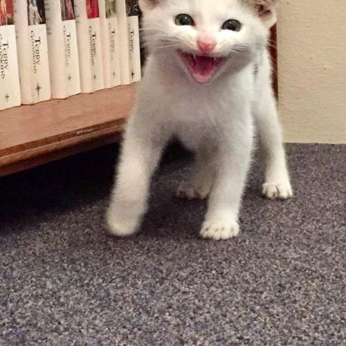 Hedwig
