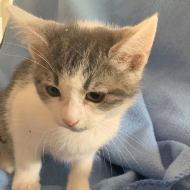 Photo of Pecan