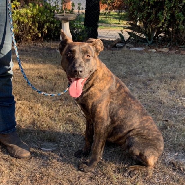 Photo of Missy (Now On Adoption Trial)