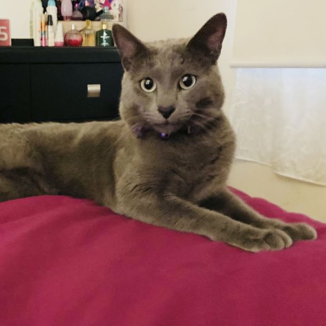 Photo of Beau