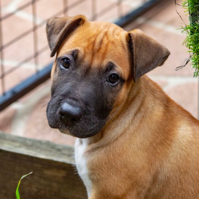 Photo of Hamish ~ Mastiff X Puppy(on Trial 30/3/21)