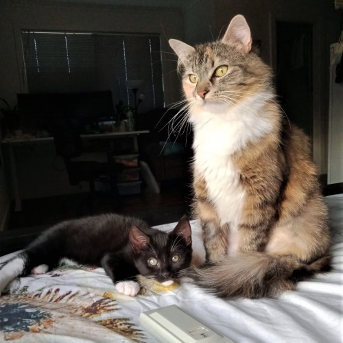 Alphaba and Biscuit ^Dandy Cat Rescue^