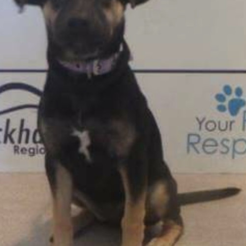 Katie (on trial adoption)