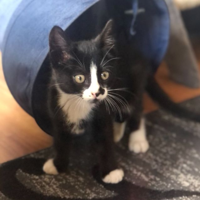 Photo of Douggie (Doug)