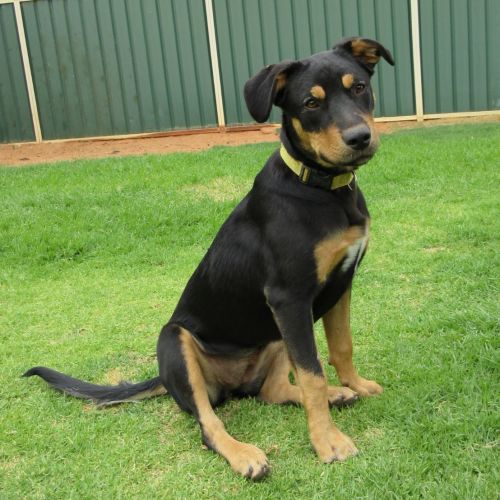 Lux! *On Trial In Her New Home*