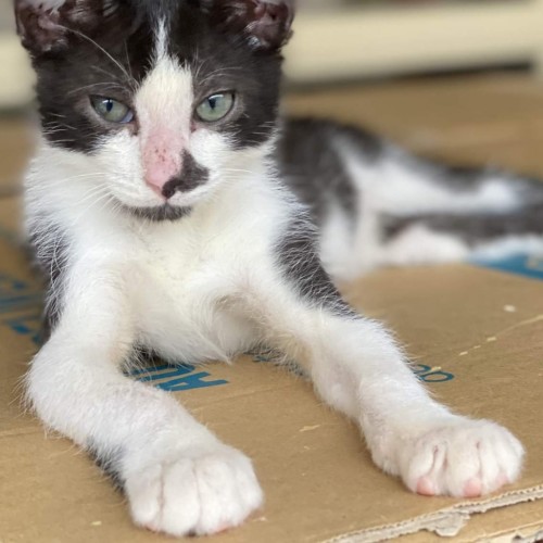 ♥️♥️Domino♥️♥️