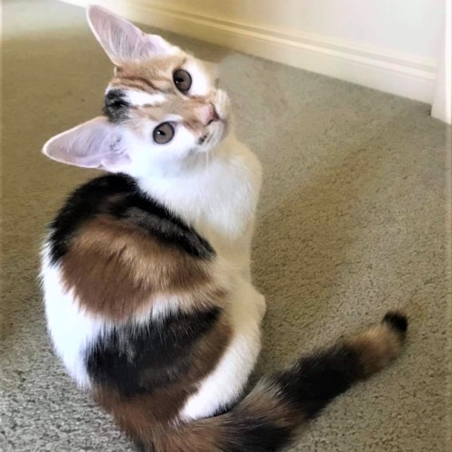 Sunny ^Dandy Cat Rescue^