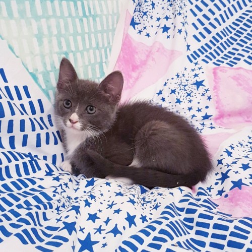 Bluebelle