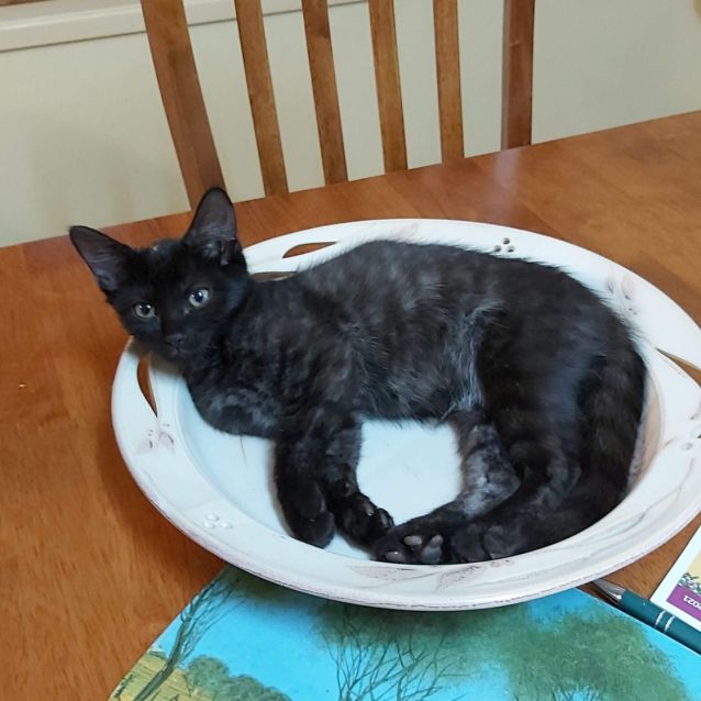 Photo of Tuna
