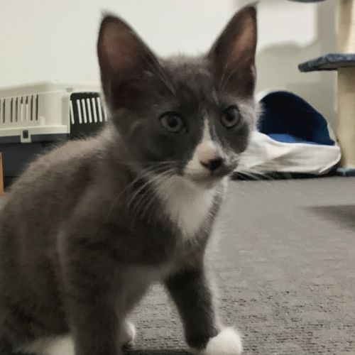 JJ