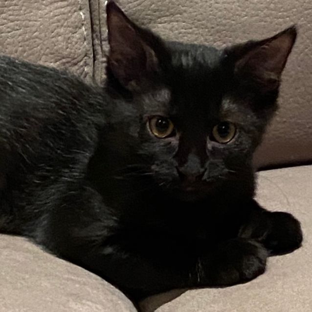 Photo of Kismit (Please Consider Karma Together)