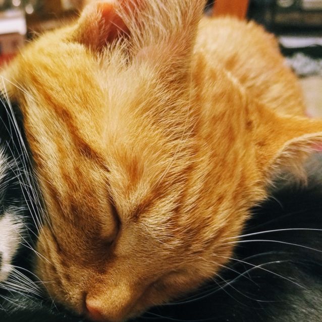 Photo of Teddie   Located In Preston