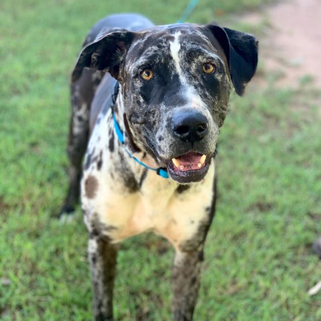 4 lucky paws animal discount rescue