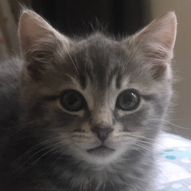 Photo of Identical Twin Brothers George And Ollie