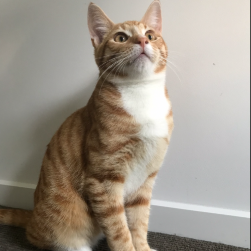 Gizmo 