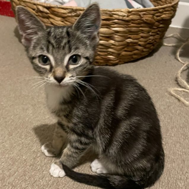 Photo of Otis