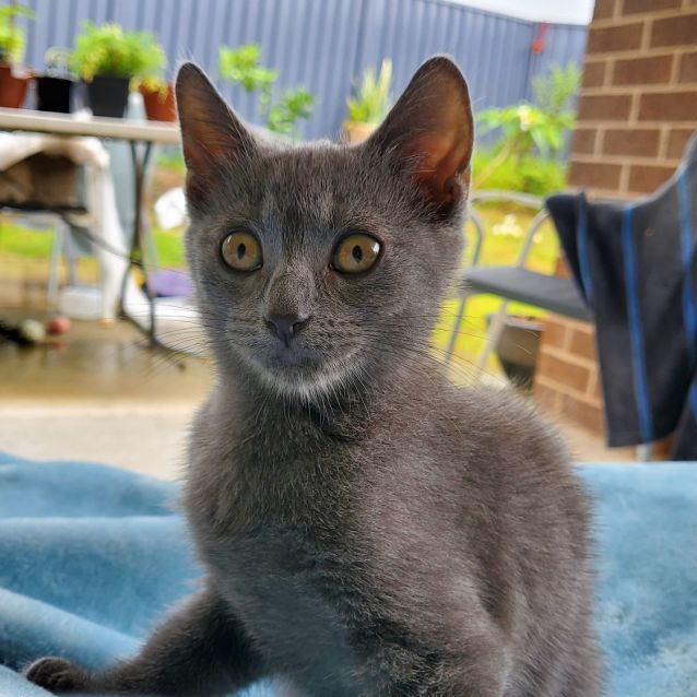 Photo of Penny