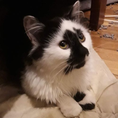 🐈‍⬛🐈‍⬛🐈‍⬛ Capucci 🐈‍⬛🐈‍⬛🐈‍⬛