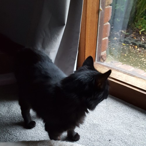 Seraphina ^^Dandy Cat Rescue^^