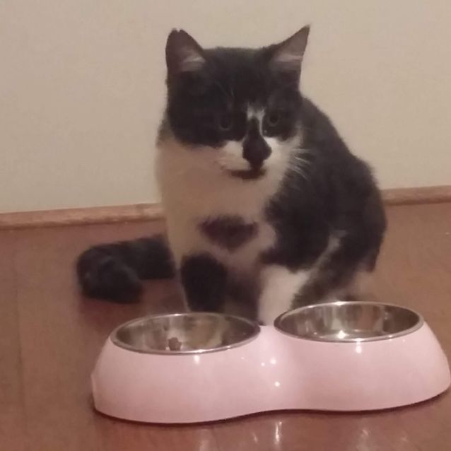 Photo of Nugget