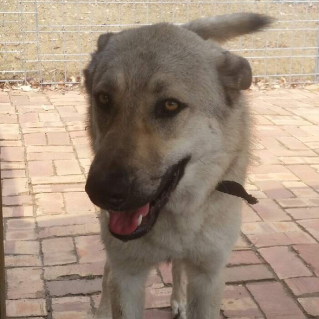 Photo of Odin   Meet And Greet Organised