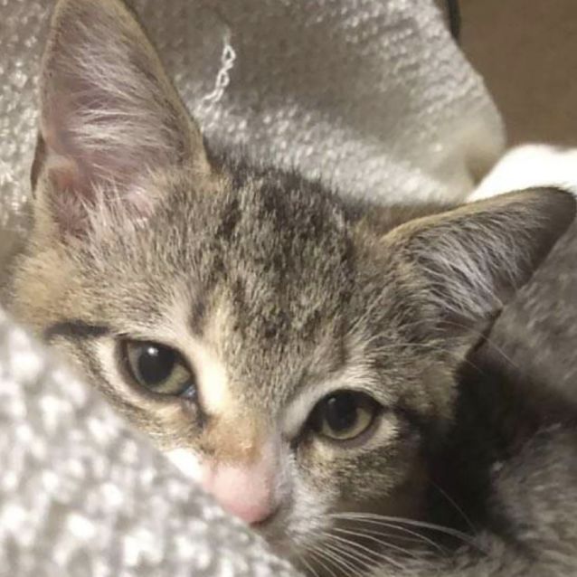 Photo of Freyja