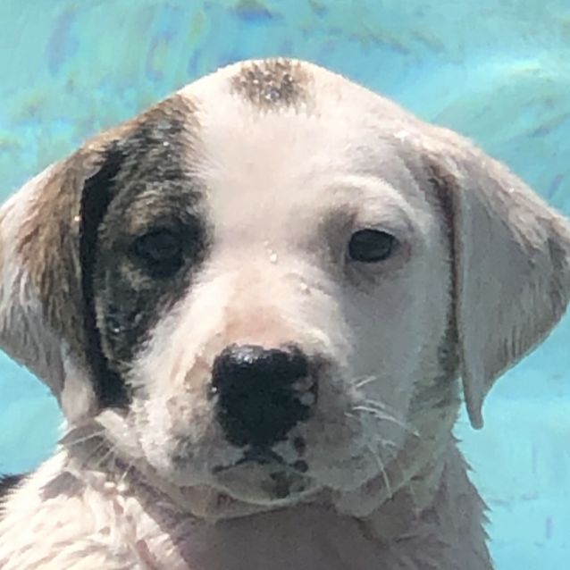 Photo of Meeko (Eoi)