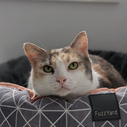 Mavis -Located in Pascoe Vale South
