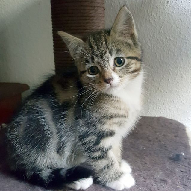 Photo of Coton
