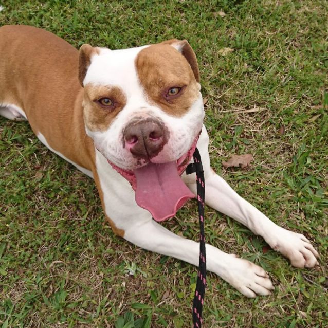 Baxter Large Male American Bulldog X American Staffordshire Terrier