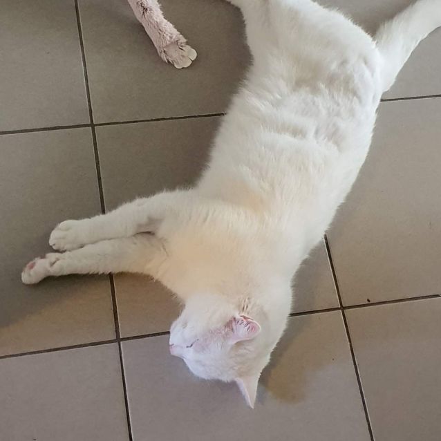 Photo of 🤍🤍Snowball🤍🤍