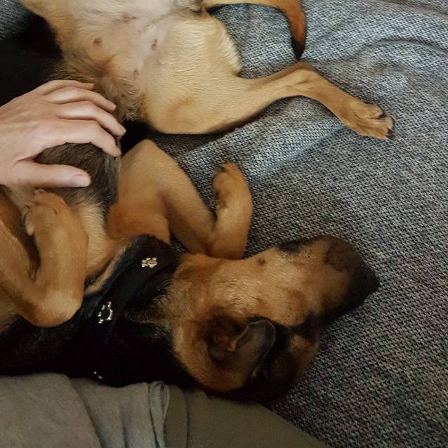 Photo of Chewy Dl2684